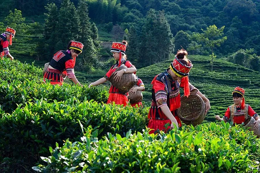 Shaoguan tea suppliers