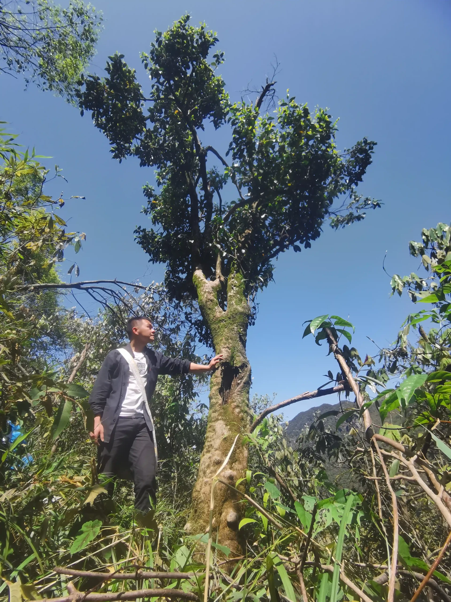 The Yao Tea‑making Techniques of Luokeng – Preserving a Millennium‑Old Heritage